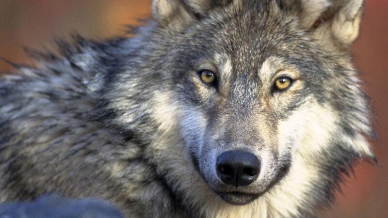 Church’s burial custom recalls era when wolves prowled land