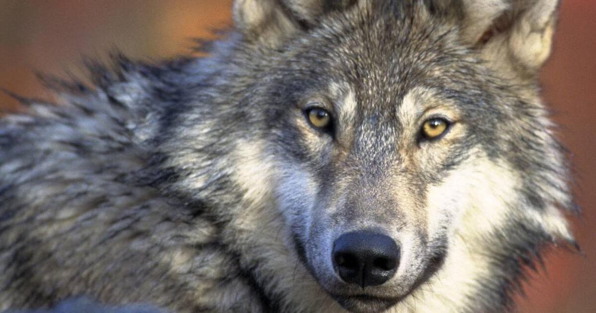 Church's burial custom recalls era when wolves prowled land - Vimarsana News