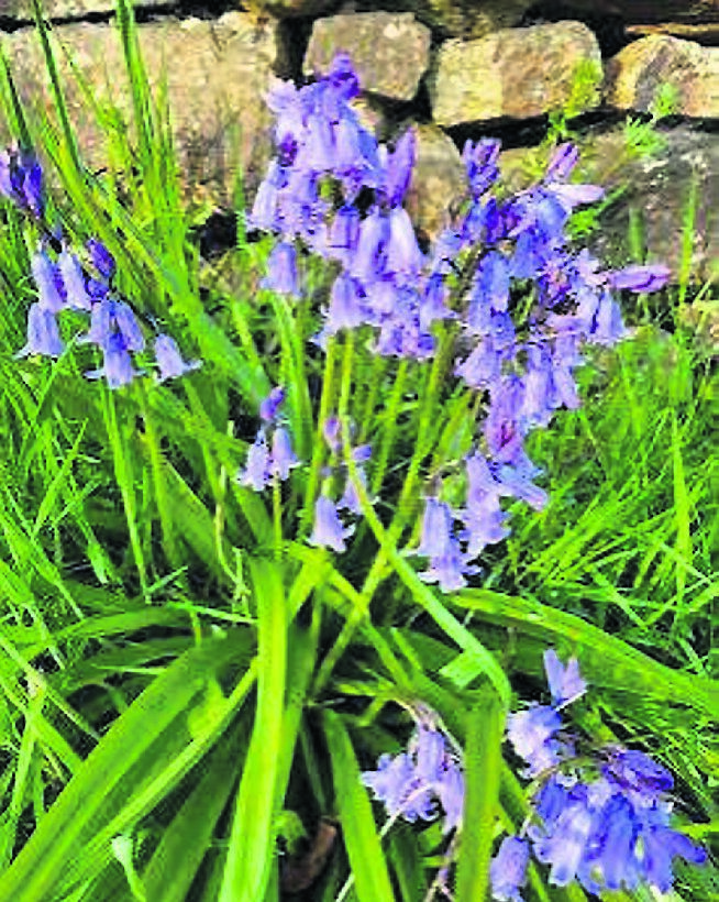  It is a race to flower now for bluebells as the tree canopy starts to close in