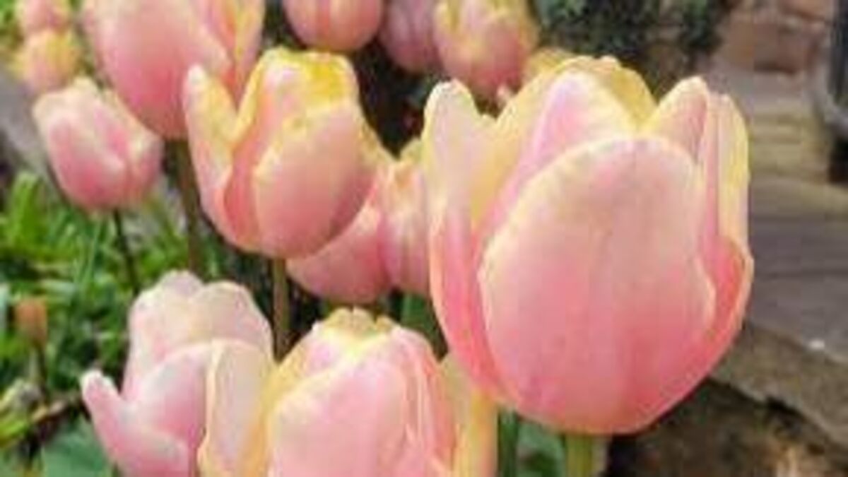 In the Garden: It’s showtime for the tulips and bluebells