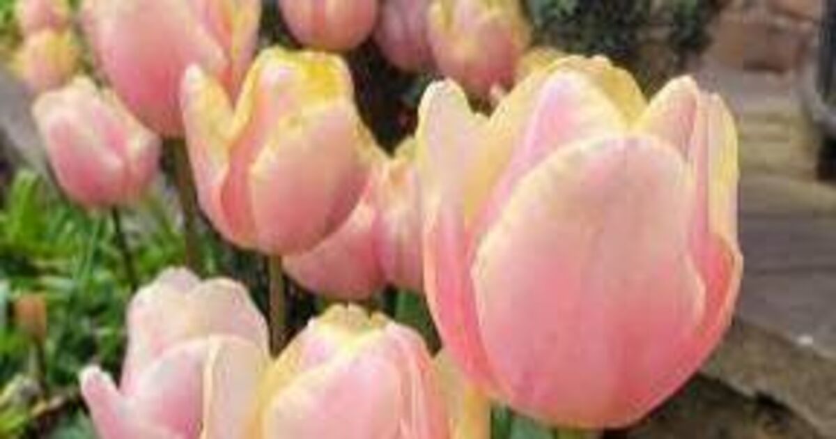 In the Garden: It's showtime for the tulips and bluebells - Vimarsana News