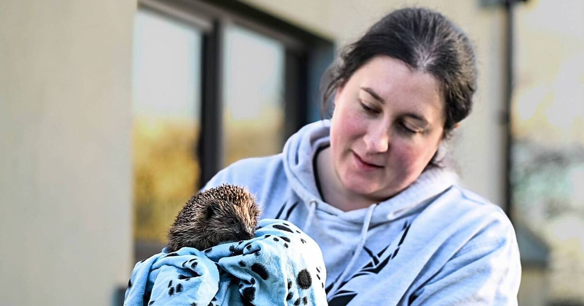 Cork wildlife rescue group seeking support as part of efforts to secure new facility - Vimarsana News