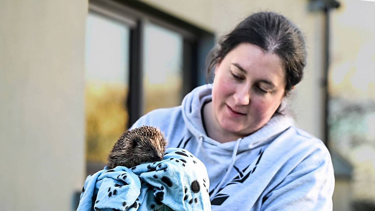 Cork wildlife rescue group seeking support as part of efforts to secure new facility 