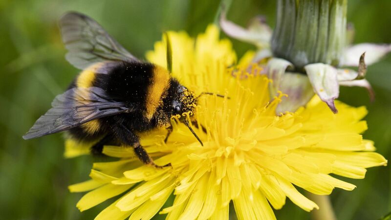 Why I will be embracing ‘No Mow May’