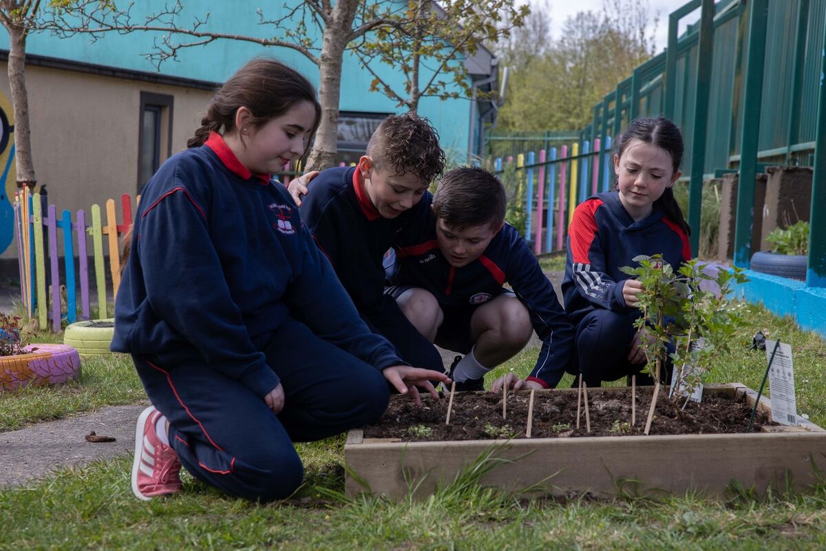 Students from Scoil Padre Pio National School Churchfield checking on their seeds.