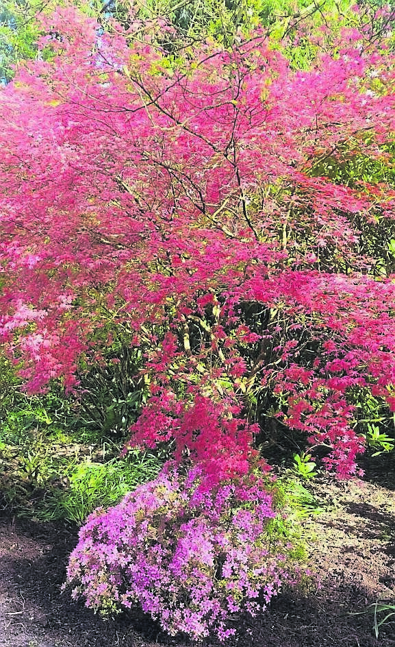 New foliage of Acer and an Azalea bursting into flower this spring creating a riot of colour. New foliage of Acer and an Azalea bursting into flower this spring creating a riot of colour.