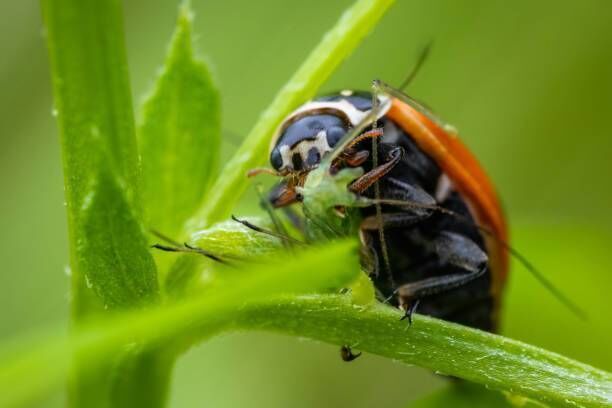 Ladybug (Coccinella septempunctata) eating its prey, which is an aphid. 