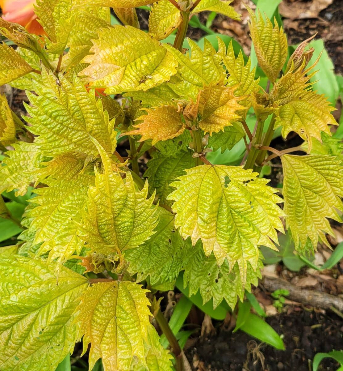 The attractive young foliage of Boehemeria plantanifolia emerging from the soil this spring