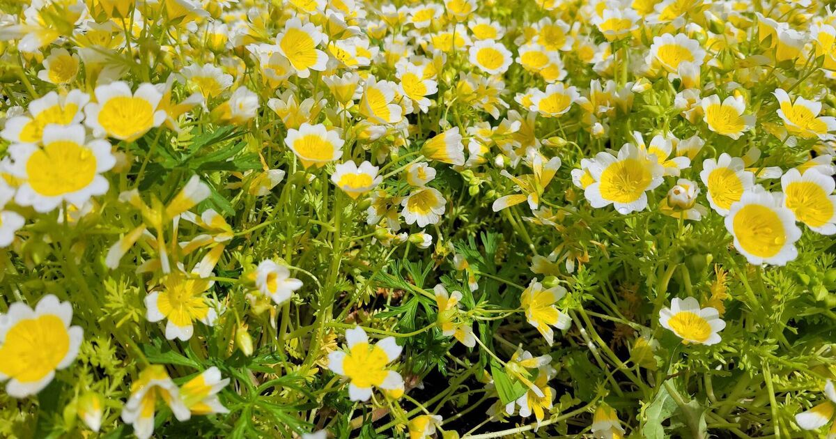 In the Garden: May is a month of promise - Vimarsana News