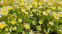 In the Garden: May is a month of promise 
