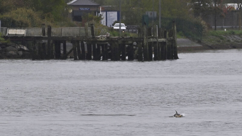'I was delighted to see the activity': Pod of dolphins spotted in Cork city 'I was delighted to see the activity': Pod of dolphins spotted in Cork city