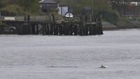 'I was delighted to see the activity': Pod of dolphins spotted in Cork city 