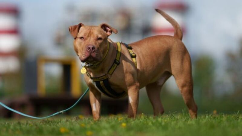 Urgent appeal for foster families for dogs needing surgery Urgent appeal for foster families for dogs needing surgery