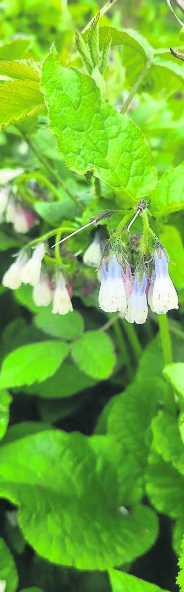 Comfrey is a useful plant to grow in a corner of the garden. Comfrey is a useful plant to grow in a corner of the garden.