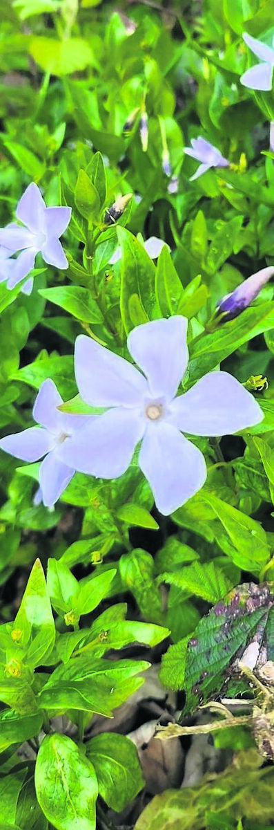 Vinca major competing well with brambles. Vinca major competing well with brambles.