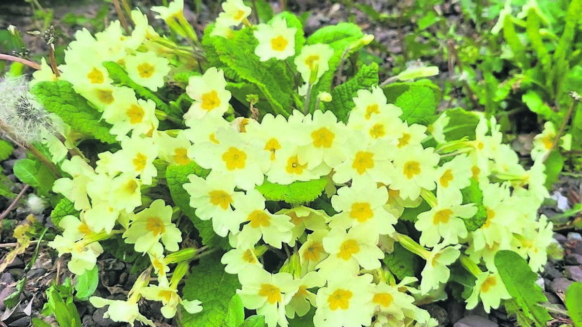 In the Garden: My top 10 plants