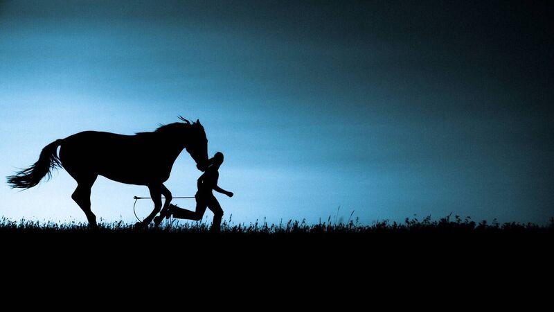 58 horses seized across Cork in 2023; Councils confirm none were euthanised