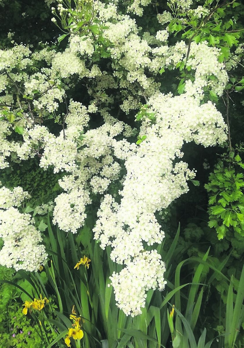 Whitethorn is providing plenty of food for pollinators right now. Whitethorn is providing plenty of food for pollinators right now.