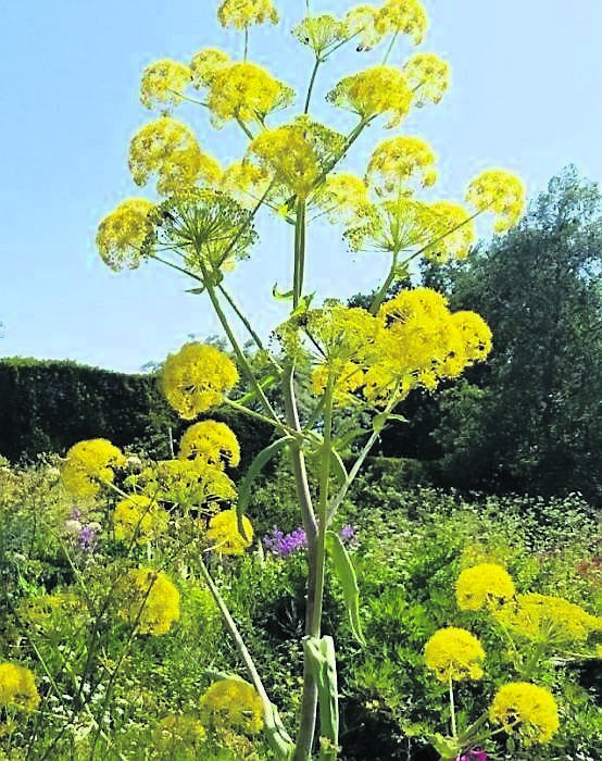 Giant Fennel. Giant Fennel.