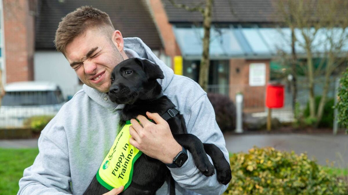 Number of walks taking place in Cork next week to mark Guide Dog Day