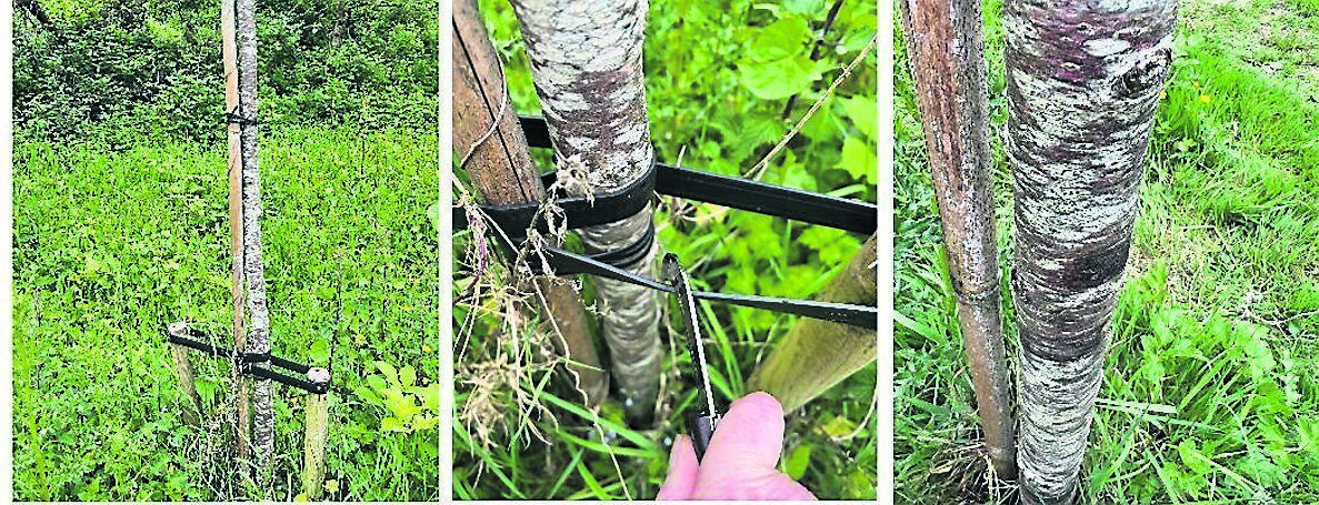 Stakes and ties were removed from trees planted in Ballybrack Woods as part of the OPW’s Douglas Flood Relief project, as rubber ties were beginning to mark the tree trunks (above right). Stakes and ties were removed from trees planted in Ballybrack Woods as part of the OPW’s Douglas Flood Relief project, as rubber ties were beginning to mark the tree trunks (above right).