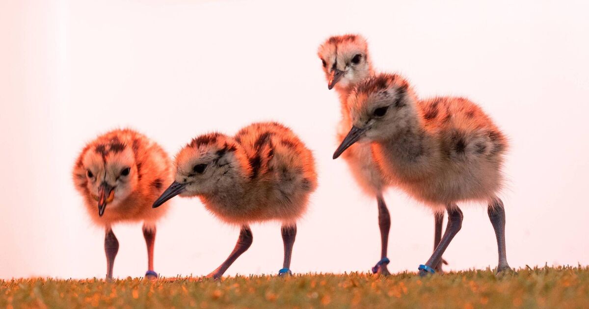 A dozen critically endangered Eurasian curlew chicks hatch at Cork's Fota Wildlife Park - Vimarsana News