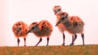 A dozen critically endangered Eurasian curlew chicks hatch at Cork’s Fota Wildlife Park