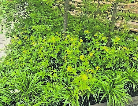 Zizea aurea or golden alexanders. Zizea aurea or golden alexanders.