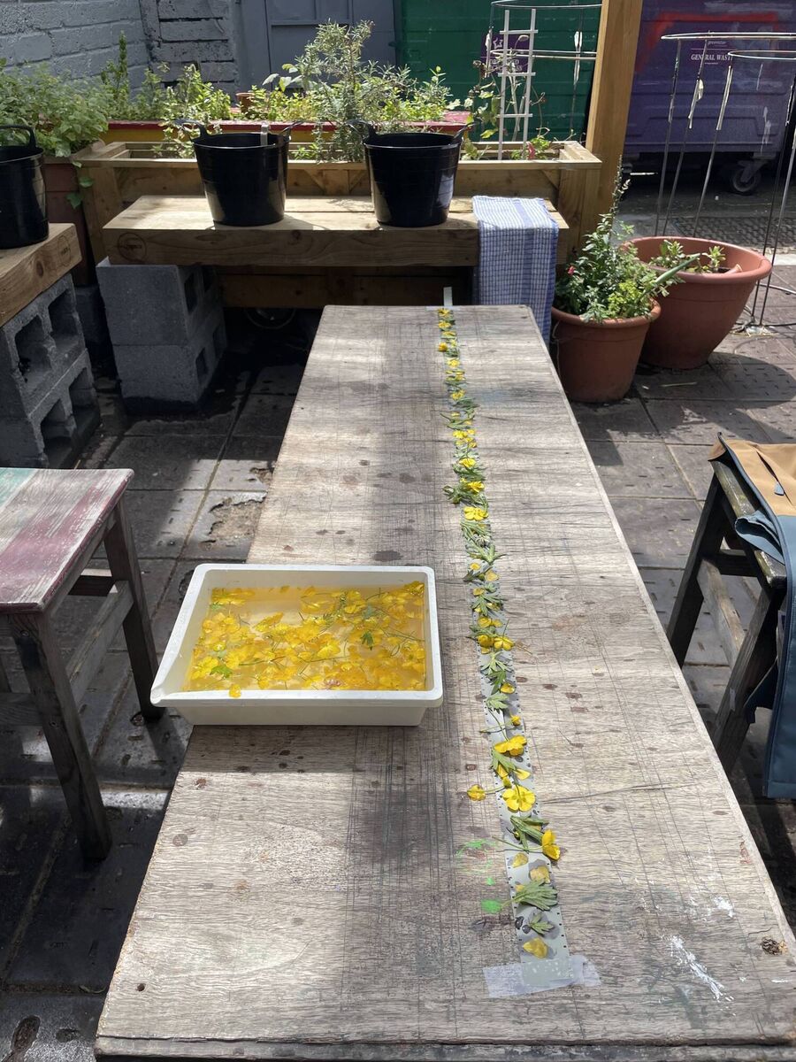 Buttercup phytogram making.