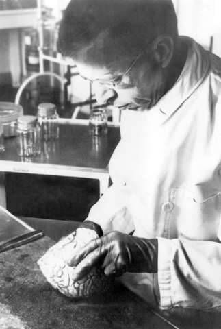 NAZI BELIEFS: German doctor Julius Hallervorden in his lab. He illegally, unethically arranged the removal of the brains of hundreds of dead people in World War II for medical research, including that of Cork soldier Patrick O’Connell. Picture courtesy of archives of Max Planck Society, Berlin NAZI BELIEFS: German doctor Julius Hallervorden in his lab. He illegally, unethically arranged the removal of the brains of hundreds of dead people in World War II for medical research, including that of Cork soldier Patrick O’Connell. Picture courtesy of archives of Max Planck Society, Berlin