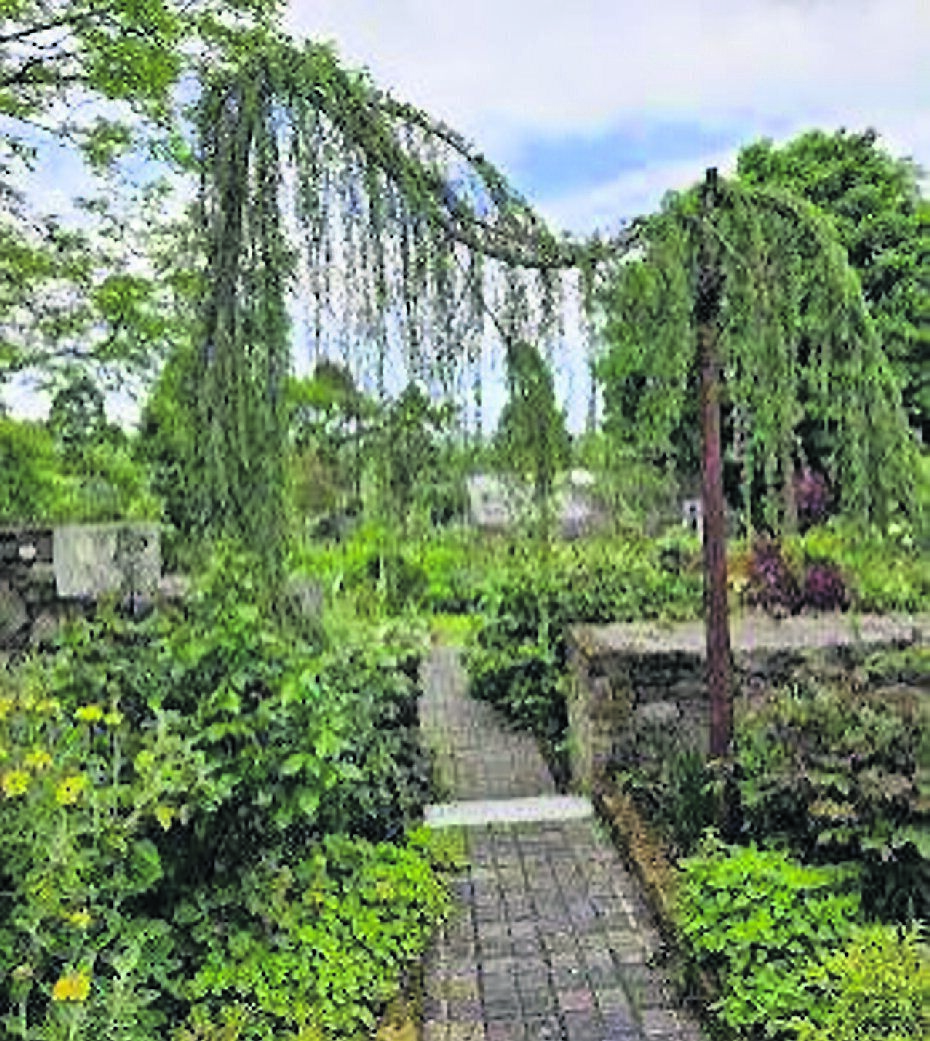 A weeping cedar cleverly frames a view down the pathway at Knock House in Coachford A weeping cedar cleverly frames a view down the pathway at Knock House in Coachford