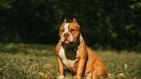  'Major rethink' needed on classification of dangerous dog breeds following Cork and Limerick attacks