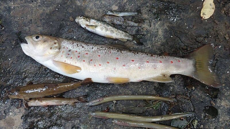 Suspected contamination leads to 'major fish kill' in North Cork