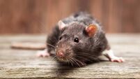 Pet rat