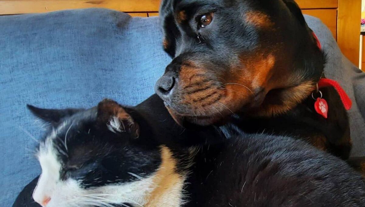 John Dolan’s Rottweiler Roxy, with one of his pet cats. Rottweilers are on a list of breeds that may now be banned in Ireland. John Dolan’s Rottweiler Roxy, with one of his pet cats. Rottweilers are on a list of breeds that may now be banned in Ireland.