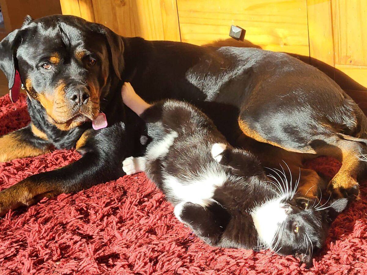 John Dolan's Rottweiler Roxy, with one of his pet cats. John Dolan's Rottweiler Roxy, with one of his pet cats.
