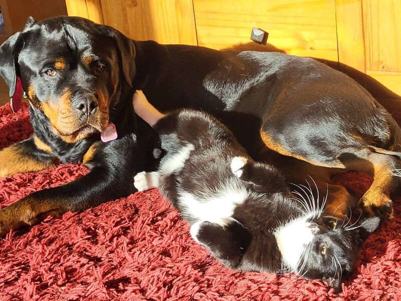 John Dolan's Rottweiler Roxy, with one of his pet cats. John Dolan's Rottweiler Roxy, with one of his pet cats.