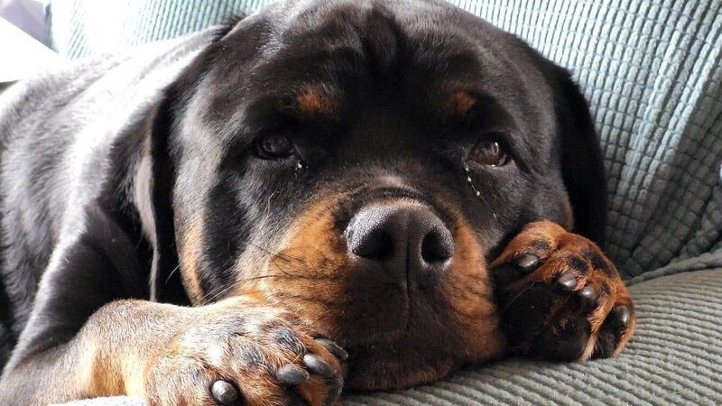 A ban on ALL ‘restricted breeds’ of dogs? Surely a step too far A ban on ALL ‘restricted breeds’ of dogs? Surely a step too far