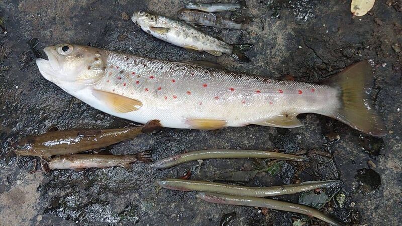 Prosecutions may follow huge fish kill at Kanturk Prosecutions may follow huge fish kill at Kanturk