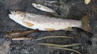 Prosecutions may follow huge fish kill at Kanturk