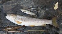 North Cork angling contest cancelled after ‘major fish kill’