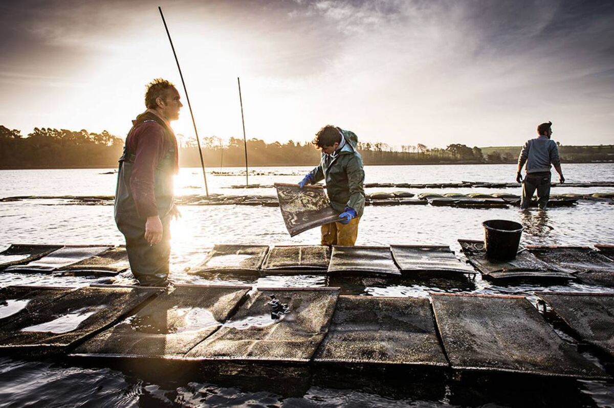 Rossmore Oysters. Picture: Joleen Cronin. Rossmore Oysters. Picture: Joleen Cronin.