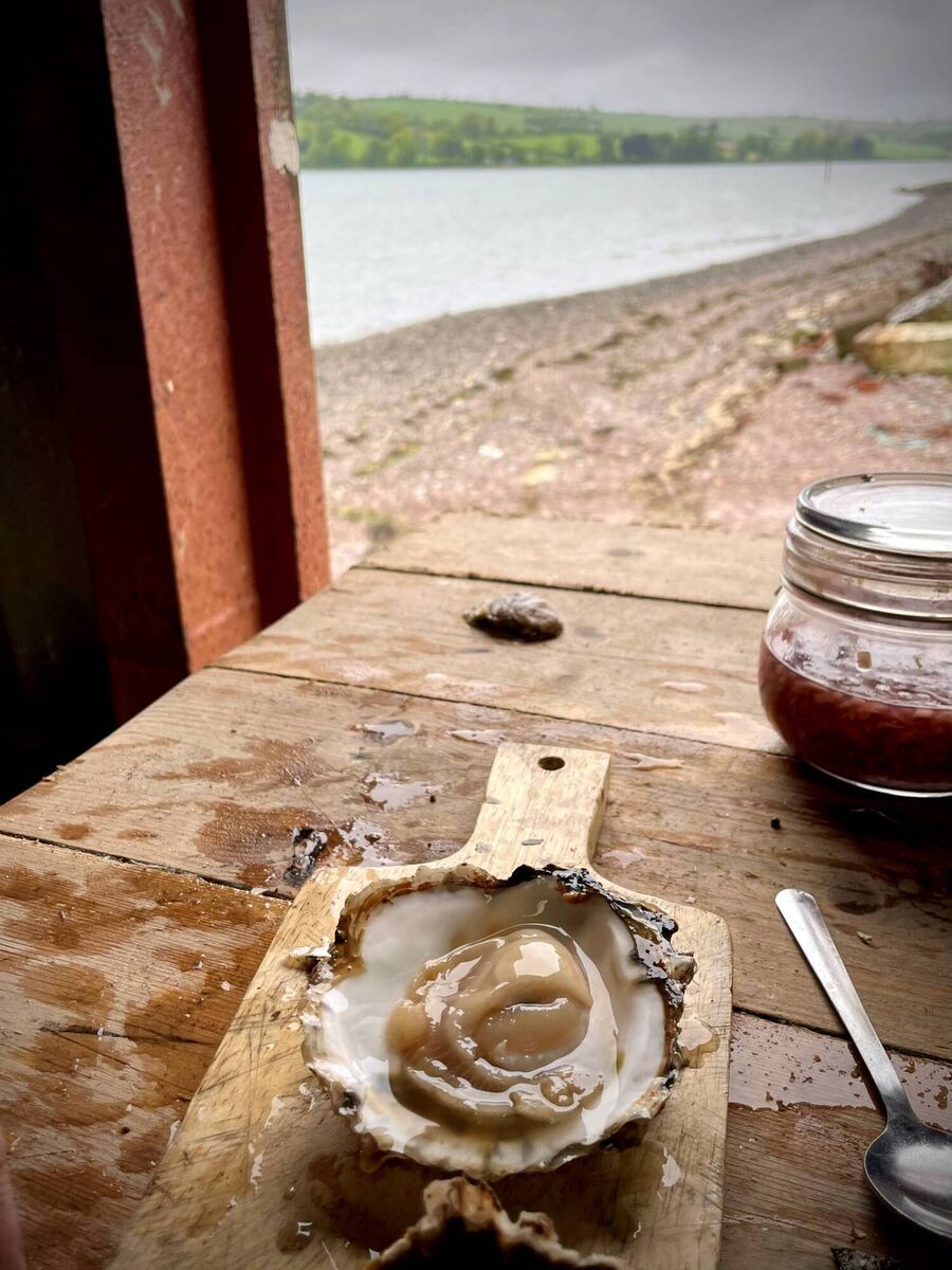 Native Oyster Picture: Kate RYan Native Oyster Picture: Kate RYan