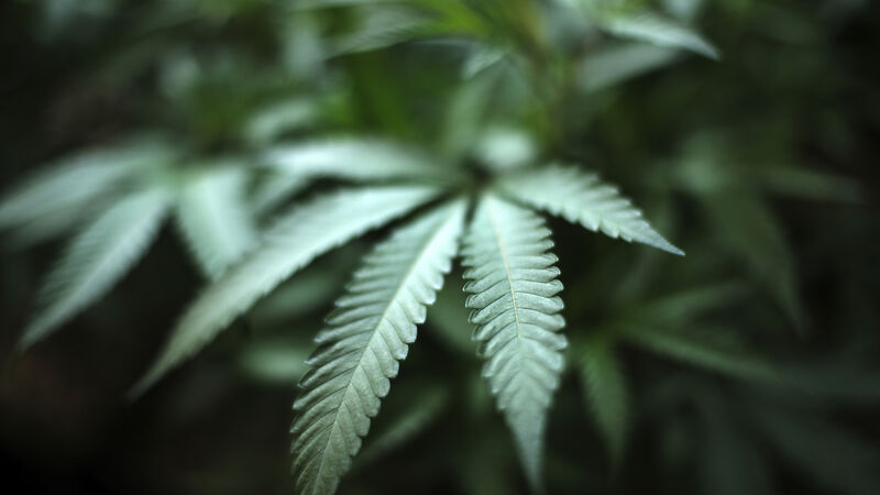 Cork campaigner calls for legalisation of cannabis Cork campaigner calls for legalisation of cannabis