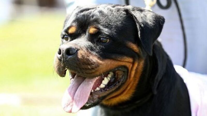 Man rushed to hospital after being attacked by dog while out running in Co Donegal Man rushed to hospital after being attacked by dog while out running in Co Donegal
