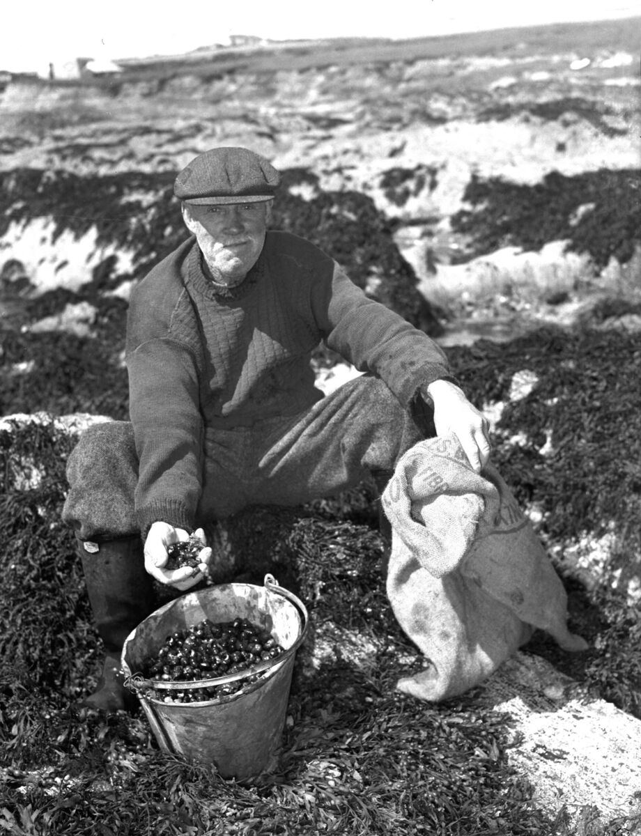 Seventy-three year old fisherman Denis Healy found some spare time to collect some Periwinkles on the rocks at Garretstown Co. Cork 15/08/56. In this week's Throwback Thursday Tim Cagney recalls collecting periwinkles as a child.