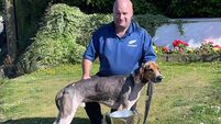 Cork Draghunting: Slievemish Bounce secures first senior trophy