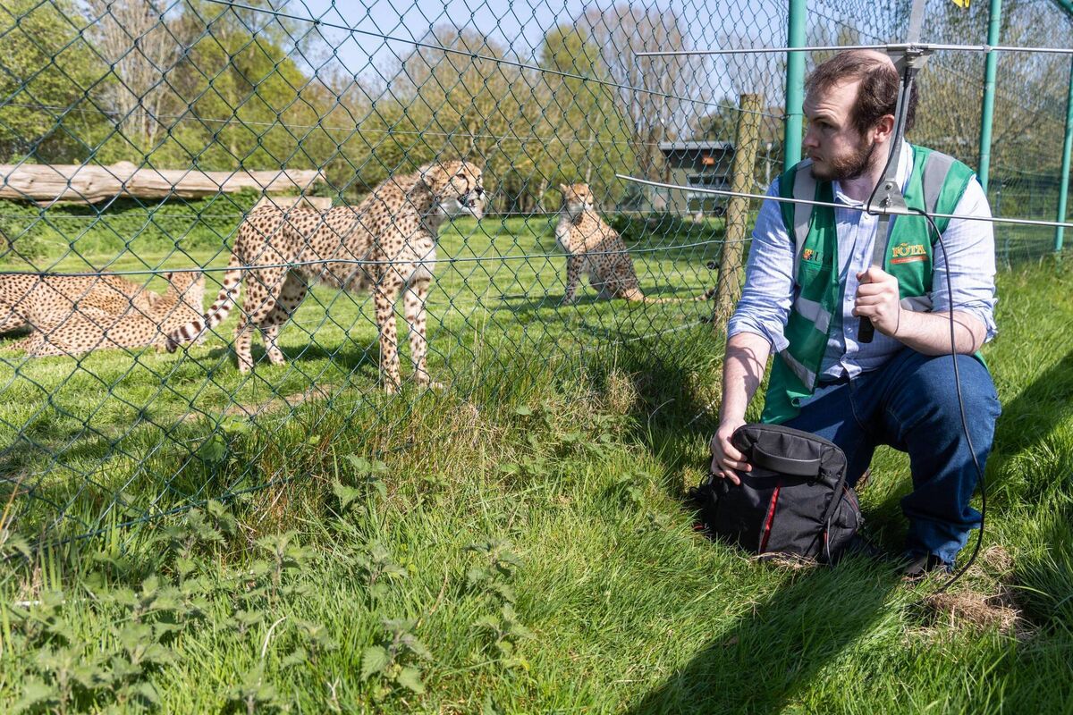 Daniel Moloney at work in Fota Wildlife Park. Picture: Darragh Kane Daniel Moloney at work in Fota Wildlife Park. Picture: Darragh Kane