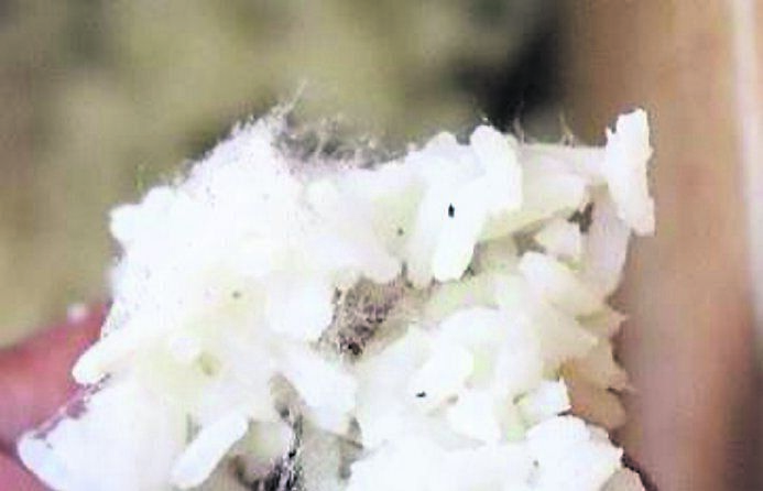 Fungal hyphae visible as white fuzz, growing on rice which was left in an undisturbed natural environment like a woodland setting Fungal hyphae visible as white fuzz, growing on rice which was left in an undisturbed natural environment like a woodland setting