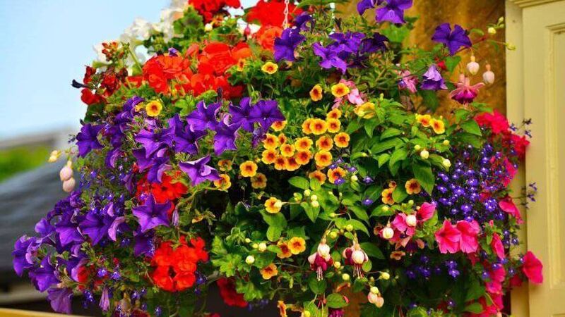 Cork woman prosecuted for being in possession of stolen flower baskets 